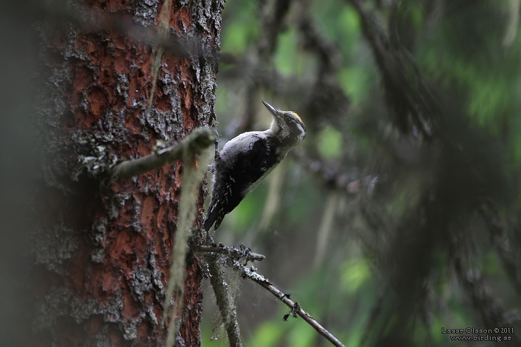  EURASIAN THREE-TOED WOODPECKER (Picoides tridactylus) - Stäng / Close