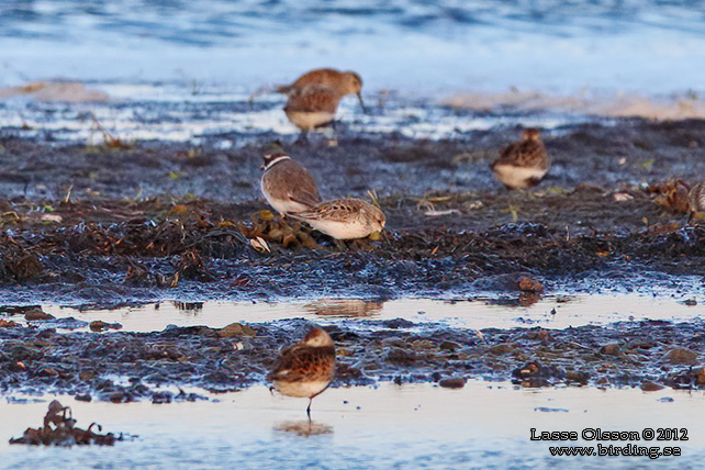 TUNDRASNÄPPA / WESTERN SANDPIPER (Calidris mauri)