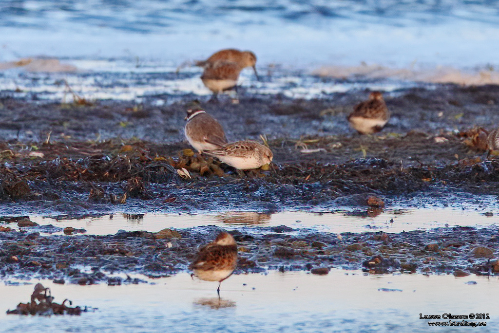 TUNDRASNPPA / WESTERN SANDPIPER (Calidris mauri) - Stäng / Close