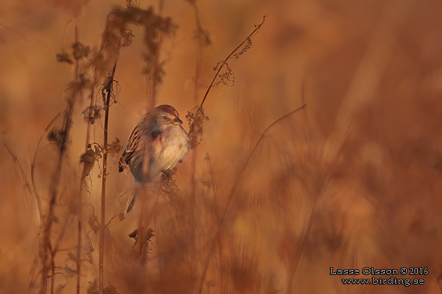 TUNDRASPARV / AMERICAN TREE SPARROW (Spizelloides arborea) - STOR BILD / FULL SIZE