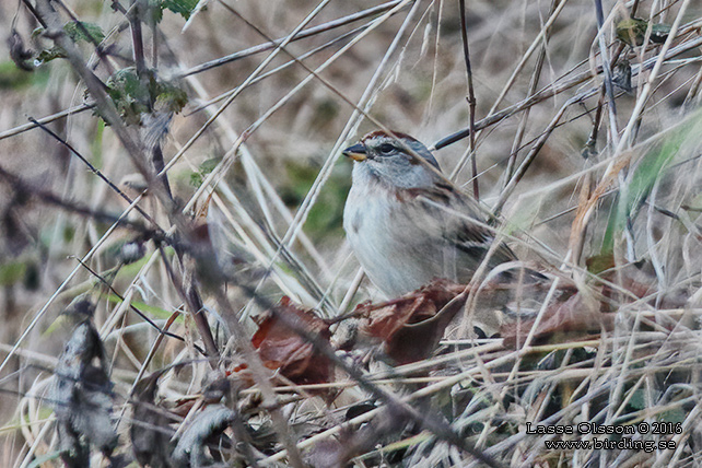 TUNDRASPARV / AMERICAN TREE SPARROW (Spizelloides arborea) - STOR BILD / FULL SIZE