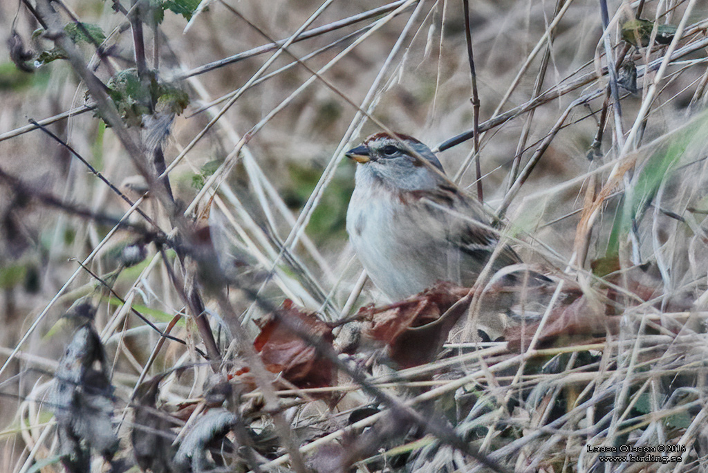 SIBIRISK JRNSPARV / SIBERIAN ACCENTOR (Prunella montanella) - Stng / Close