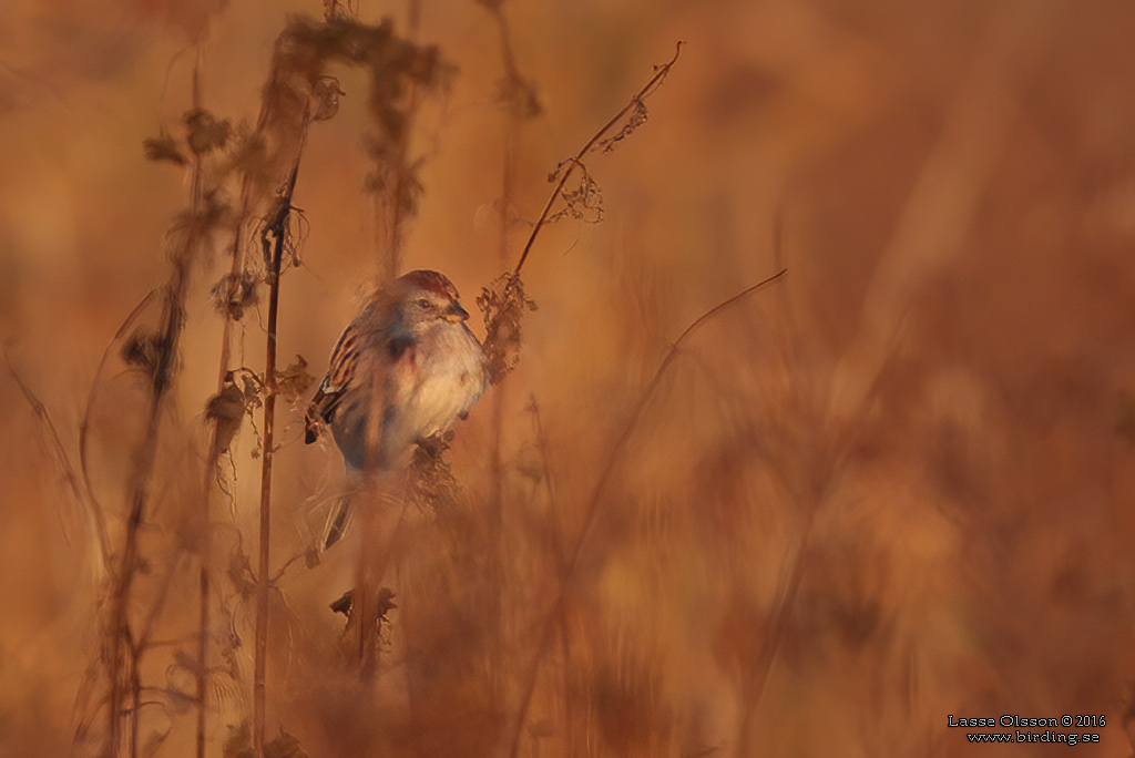 SIBIRISK JRNSPARV / SIBERIAN ACCENTOR (Prunella montanella) - Stng / Close