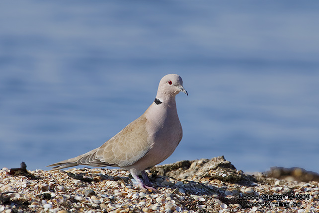 TURKDUVA / EURASIAN COLLARED DOVE (Streptopelia decaocta) - stor bild/ full size