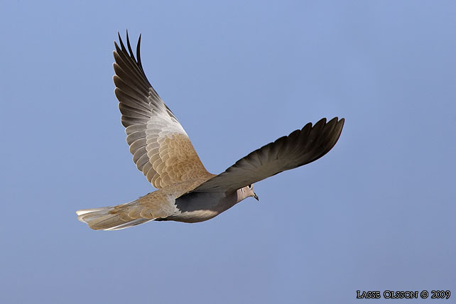 TURKDUVA / EURASIAN COLLARED DOVE (Streptopelia decaocta)