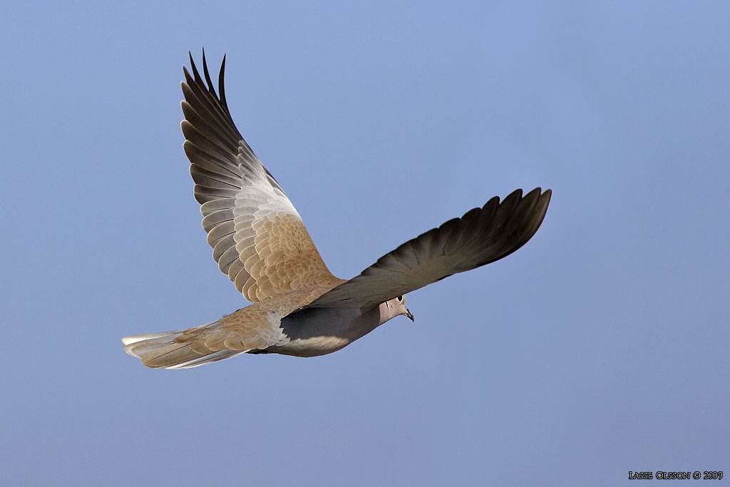 TURKDUVA / EURASIAN COLLARED DOVE (Streptopelia decaocta) - Stng / Close