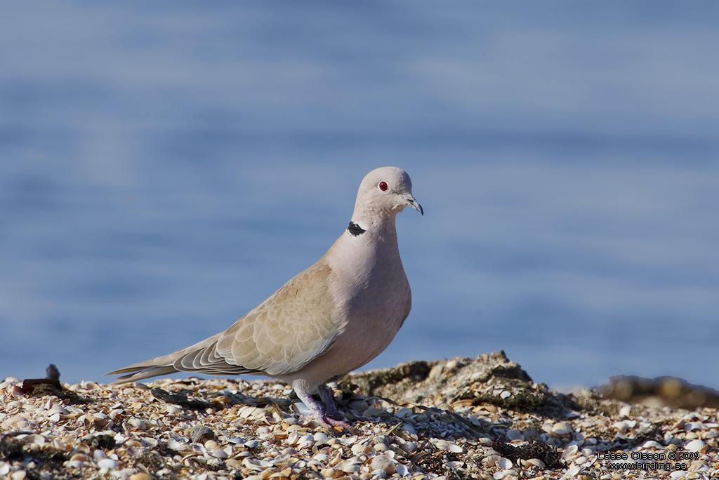 TURKDUVA / EURASIAN COLLARED DOVE (Streptopelia decaocta) - Stng / Close