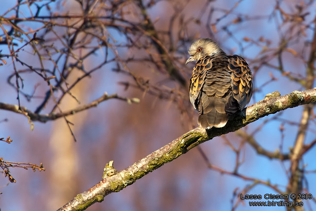 TURTURDUVA / TURTLE DOVE (Streptopelia turtur) - stor bild / full size