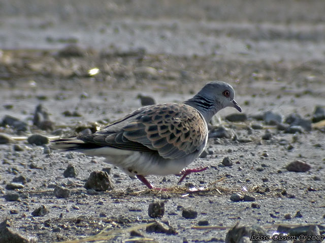 TURTURDUVA / TURTLE DOVE (Streptopelia turtur)