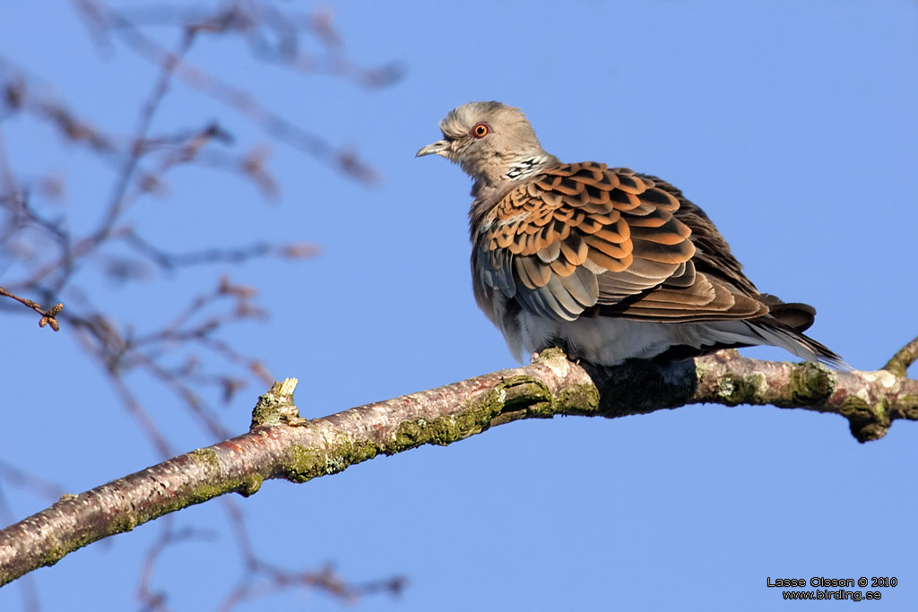 TURTURDUVA / EUROPEAN TURTLE DOVE (Streptopelia turtur) - Stng / Close