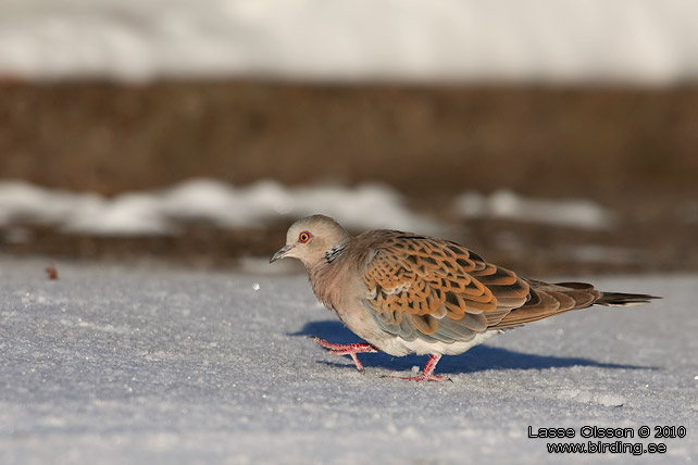 TURTURDUVA / TURTLE DOVE (Streptopelia turtur) - stor bild / full size