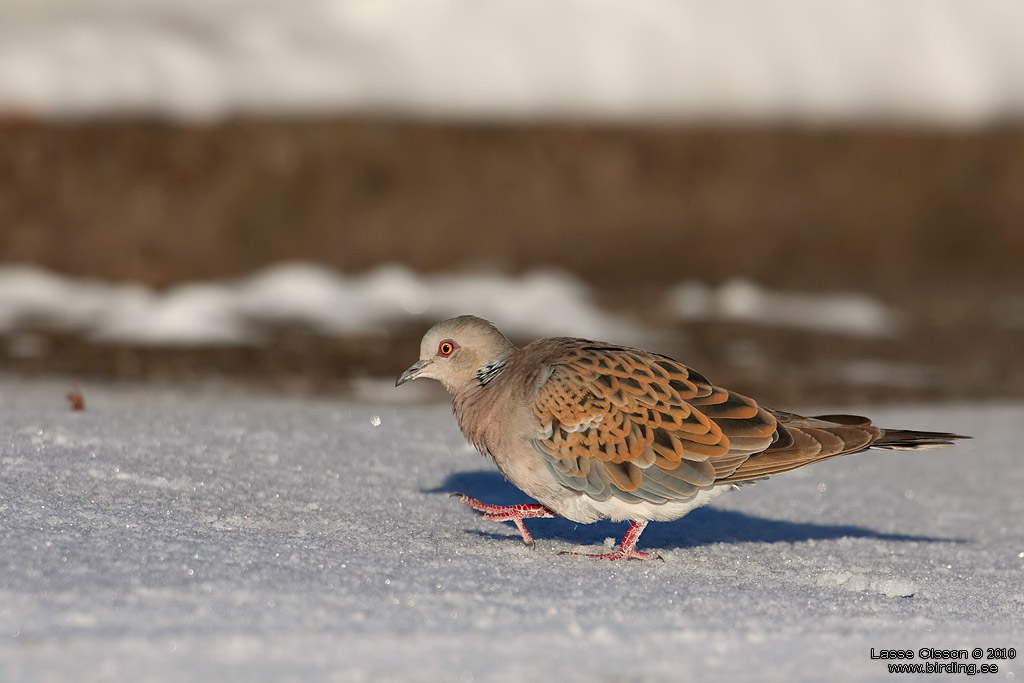 TURTURDUVA / EUROPEAN TURTLE DOVE (Streptopelia turtur) - Stng / Close