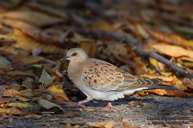 TURTURDUVA / TURTLE DOVE (Streptopelia turtur) - stor bild / full size