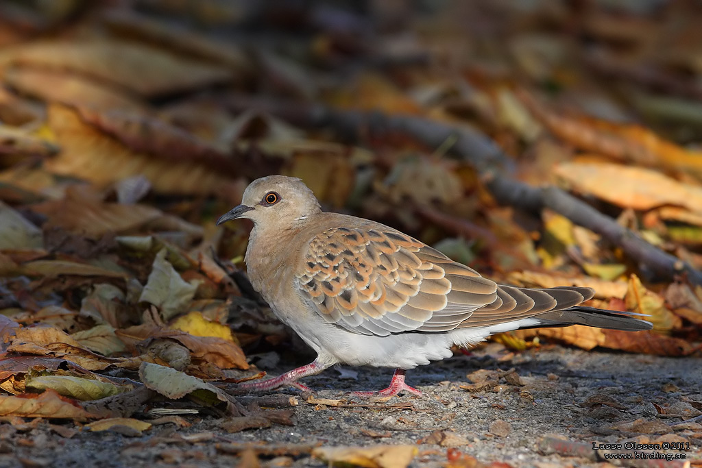 TURTURDUVA / EUROPEAN TURTLE DOVE (Streptopelia turtur) - Stng / Close