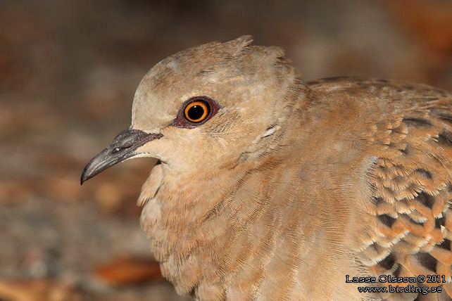 TURTURDUVA / TURTLE DOVE (Streptopelia turtur) - stor bild / full size