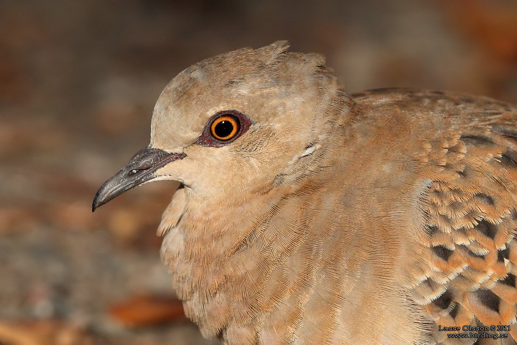 TURTURDUVA / EUROPEAN TURTLE DOVE (Streptopelia turtur) - Stng / Close