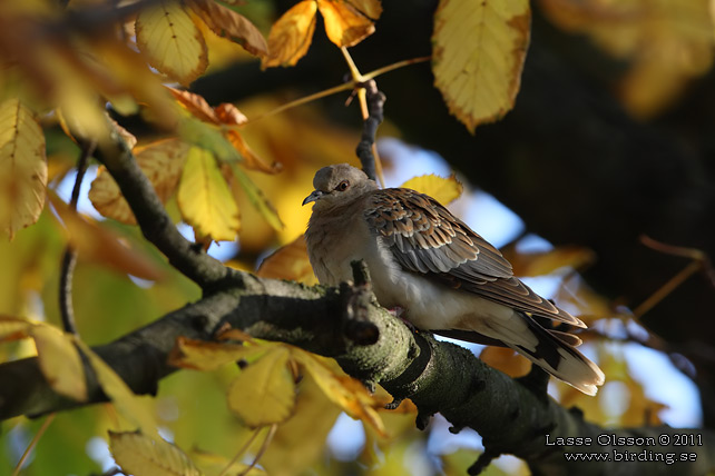 TURTURDUVA / TURTLE DOVE (Streptopelia turtur) - stor bild / full size