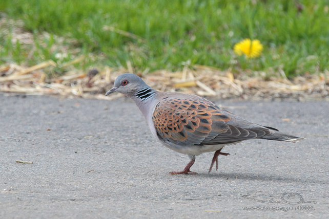 TURTURDUVA / TURTLE DOVE (Streptopelia turtur) - stor bild / full size