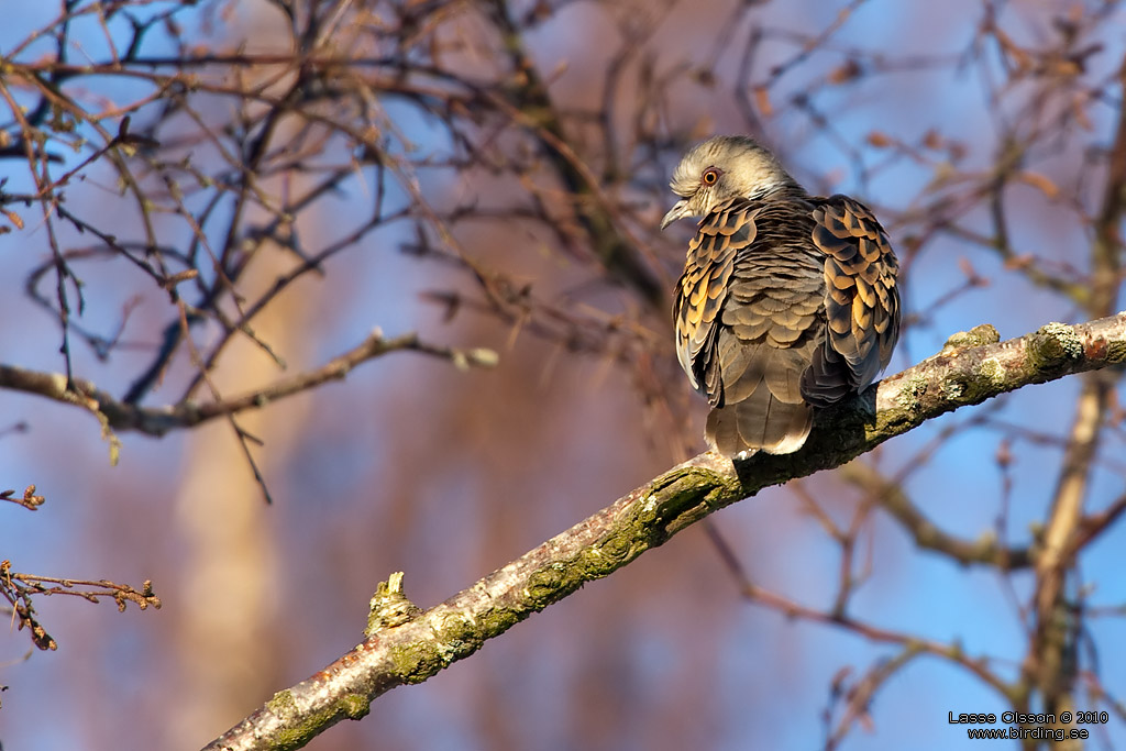 TURTURDUVA / EUROPEAN TURTLE DOVE (Streptopelia turtur) - Stng / Close