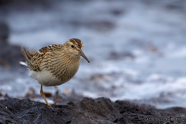 TUVSNPPA / PECTORAL SANDPIPER (Calidris melanotos) - stor bild / full size