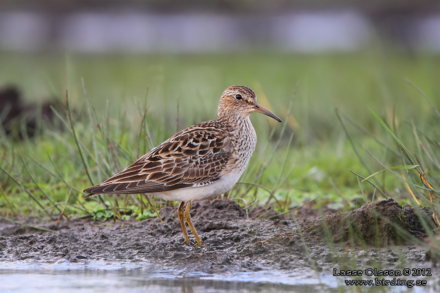 TUVSNÄPPA / PECTORAL SANDPIPER (Calidris melanotos) - stor bild / full size