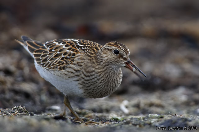 TUVSNPPA / PECTORAL SANDPIPER (Calidris melanotos) - stor bild / full size