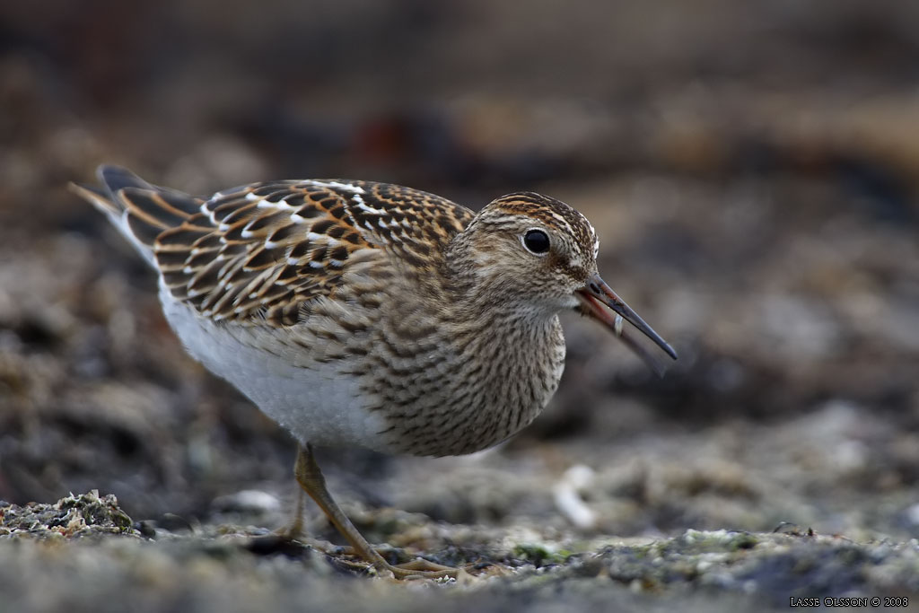 TUVSNPPA / PECTORAL SANDPIPER (Calidris melanotos) - Stng / Close