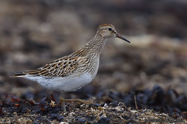 TUVSNPPA / PECTORAL SANDPIPER (Calidris melanotos) - stor bild / full size