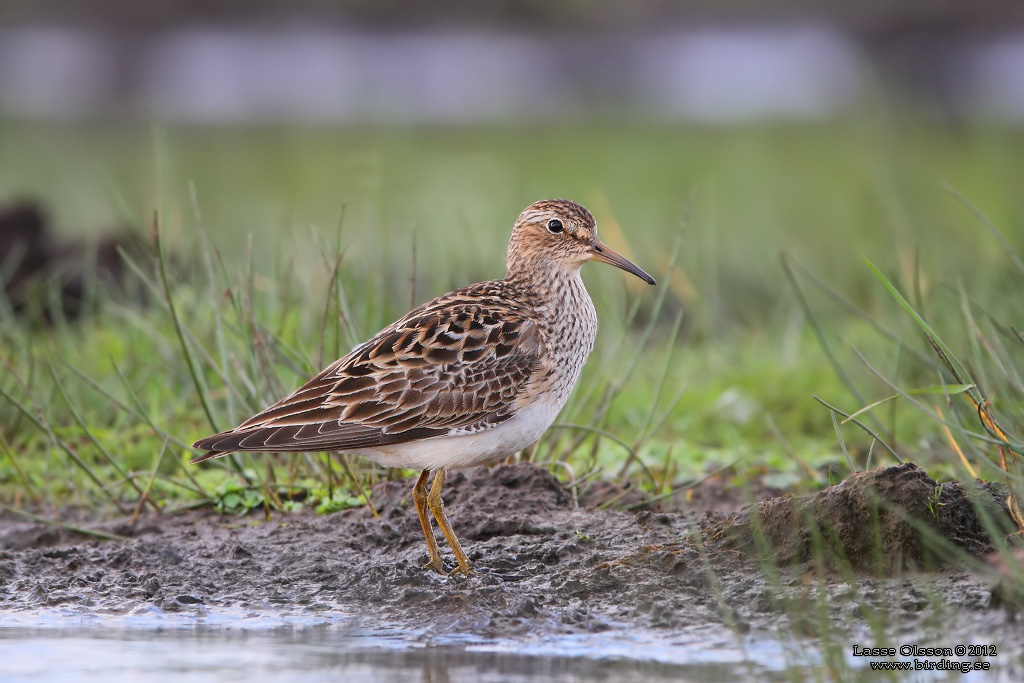 TUVSNPPA / PECTORAL SANDPIPER (Calidris melanotos) - Stng / Close