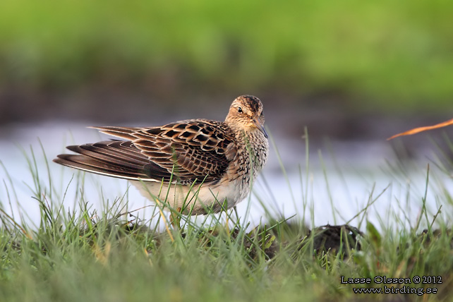 TUVSNÄPPA / PECTORAL SANDPIPER (Calidris melanotos) - stor bild / full size