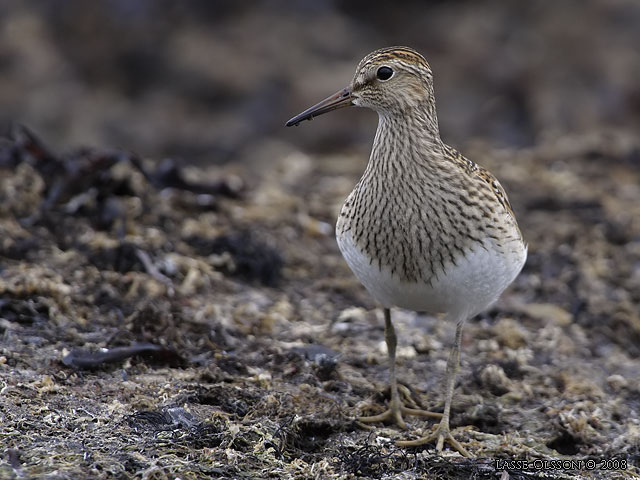 TUVSNPPA / PECTORAL SANDPIPER (Calidris melanotos) - stor bild / full size