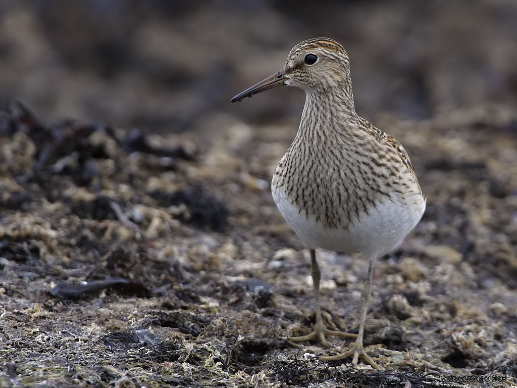 TUVSNPPA / PECTORAL SANDPIPER (Calidris melanotos) - Stng / Close