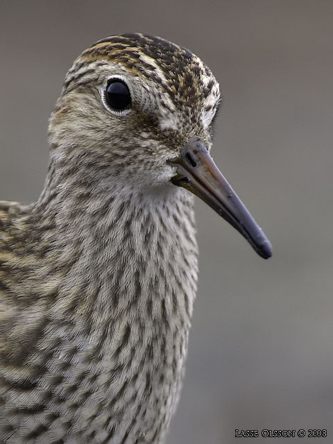 TUVSNPPA / PECTORAL SANDPIPER (Calidris melanotos)