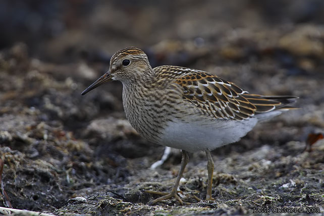 TUVSNPPA / PECTORAL SANDPIPER (Calidris melanotos) - stor bild / full size