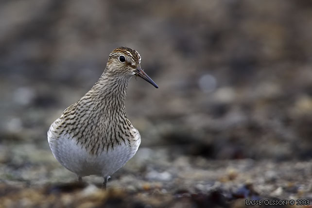 TUVSNPPA / PECTORAL SANDPIPER (Calidris melanotos) - stor bild / full size