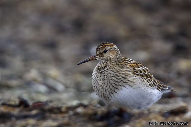 TUVSNPPA / PECTORAL SANDPIPER (Calidris melanotos) - stor bild / full size