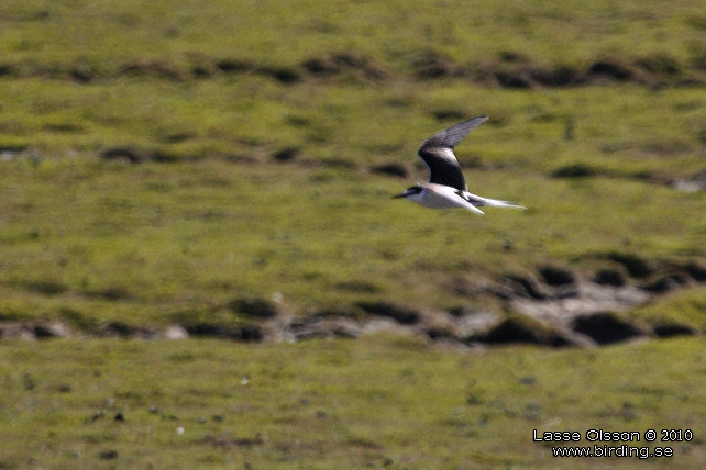 TYGELTRNA / BRIDLED TERN (Onychoprion anaethetus)