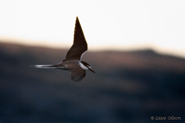 TYGELTRNA / BRIDLED TERN (Onychoprion anaethetus)