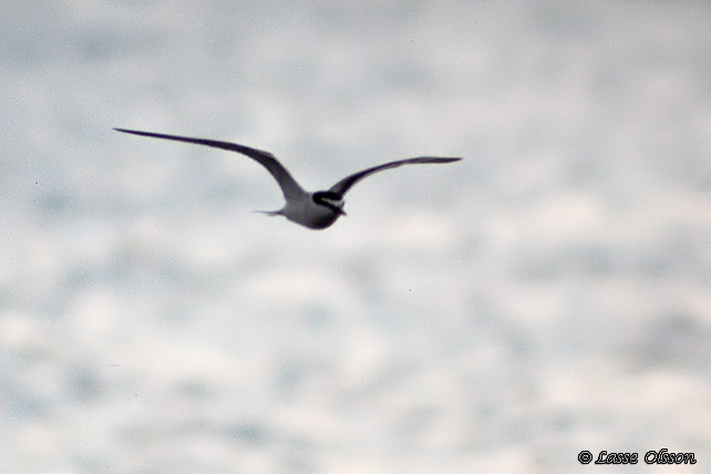 TYGELTRNA / BRIDLED TERN (Onychoprion anaethetus)