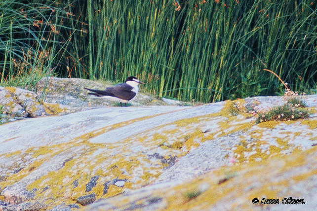 TYGELTRNA / BRIDLED TERN (Onychoprion anaethetus)