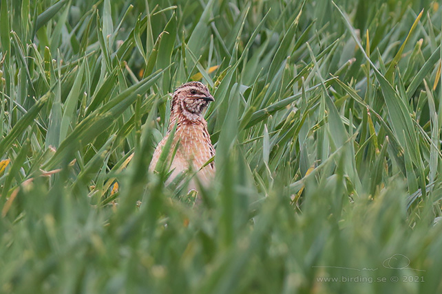 VAKTEL / COMMON QUAIL (Coturnix coturnix) - stor bild / full size