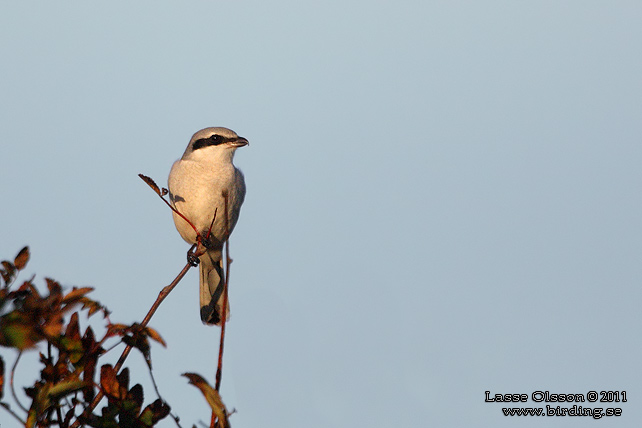 VARFÅGEL / GREAT GREY SHRIKE (Lanius excubitor)