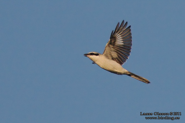 VARFÅGEL / GREAT GREY SHRIKE (Lanius excubitor)