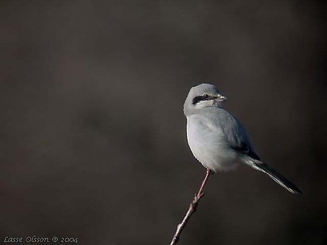 VARFGEL / GREAT GREY SHRIKE (Lanius excubitor)