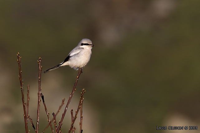 VARFGEL / GREAT GREY SHRIKE (Lanius excubitor)