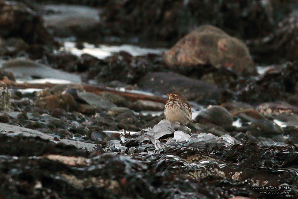 VATTENPIPLRKA / WATER PIPIT (Anthus spinoletta) - Stng / Close