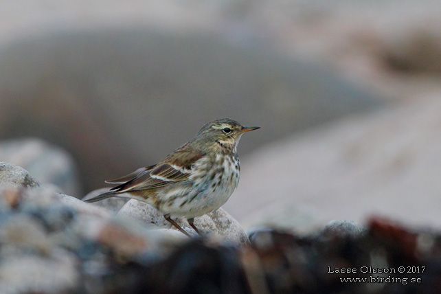 VATTENPIPLÄRKA / WATER PIPIT (Anthus spinoletta)