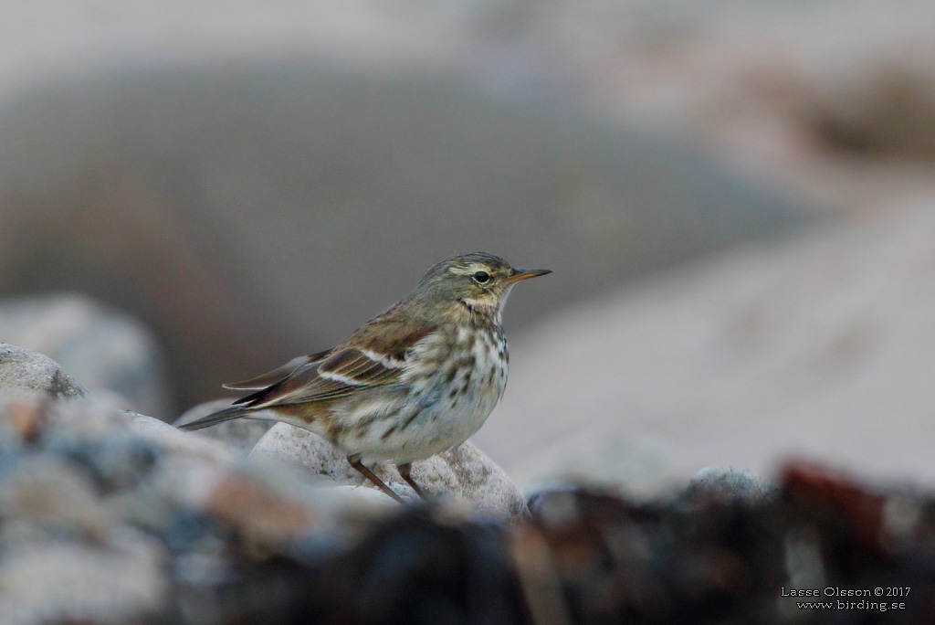 VATTENPIPLRKA / WATER PIPIT (Anthus spinoletta) - Stng / Close