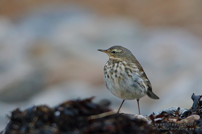 VATTENPIPLÄRKA / WATER PIPIT (Anthus spinoletta)