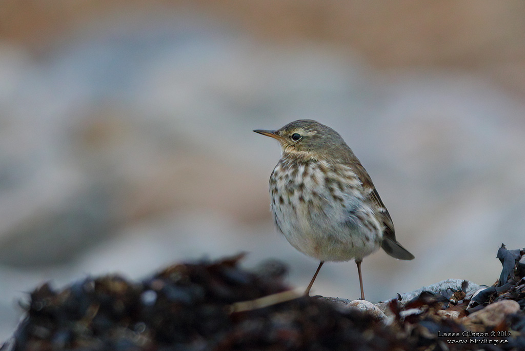 VATTENPIPLRKA / WATER PIPIT (Anthus spinoletta) - Stng / Close